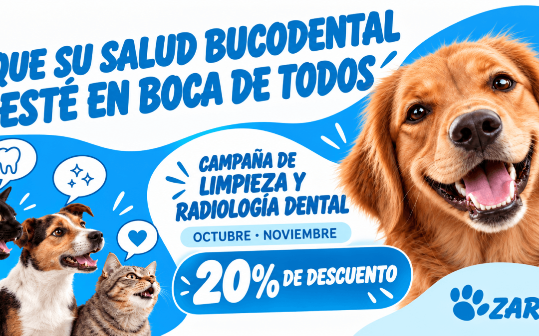 Campaña de Salud Dental Zarpa 2026: 20% en limpieza y radiología dental