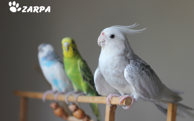 Errores comunes en el cuidado de aves domésticas